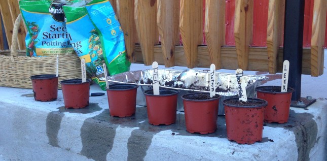 gardening 10_13_15 3